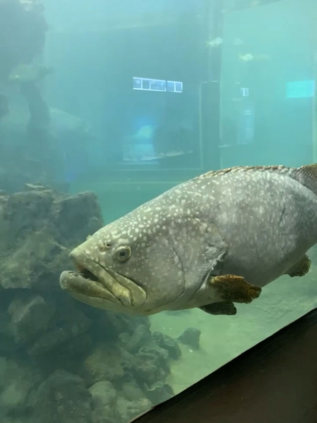 สถานแสดงพันธุ์สัตว์น้ำ ภูเก็ต (Phuket Aquarium )