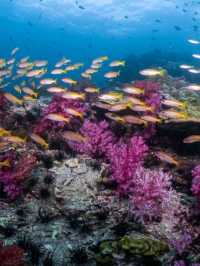 **🌊 Dive into Paradise: Scuba Diving in Phi Phi Island 🇹🇭**