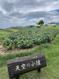 兵庫縣立公園淡路花SAJIKI‼️免費🆓賞花好地方🤩大片薰衣草花田