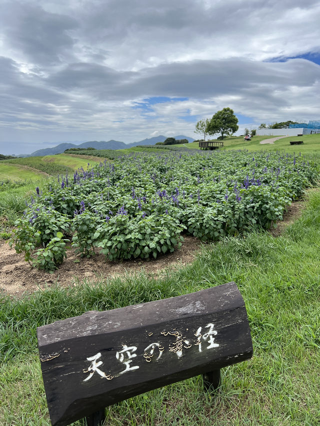 兵庫縣立公園淡路花SAJIKI‼️免費🆓賞花好地方🤩大片薰衣草花田
