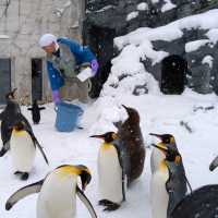 旭川景點｜日本最北、高人氣寒帶動物園—旭川動物園
