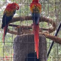 코스타리카 라 파즈 워터폴 가든스 자연공원 La Paz Waterfall Gardens Nature Park