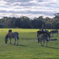 墨爾本威瑞比野生動物園Werribee Open Range Zoo