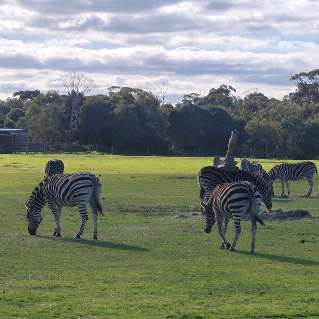 墨爾本威瑞比野生動物園Werribee Open Range Zoo