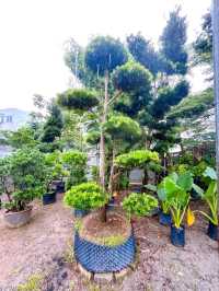 Transforming Spaces with AGRO Nursery’s Landscaping Service