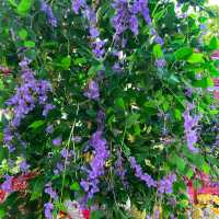🇲🇾 Bloom with Beauty: Discover Flower Blossoms at Armenian Park