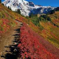 Rainier Mountain