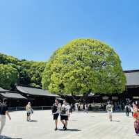ศาลเจ้ากลางเมืองโตเกียว วิวสวย บรรยากาศดี🍀
