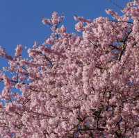 Kawazu Sakura Festival