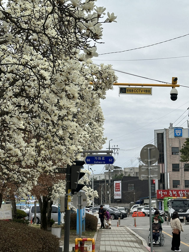 A date with cherry blossom in Seoul