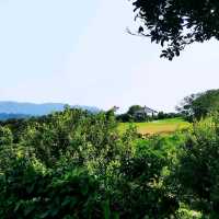 大坑墩清水灣郊野公園