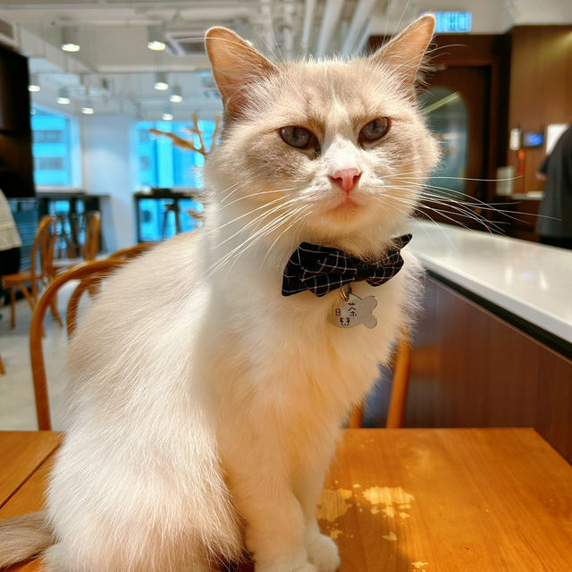 必去貓咪Cafe🥰 