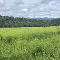 อุทยานแห่งชาติเขาใหญ่ | KHAO YAI National Park 