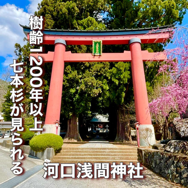 【山梨県】樹齢1200年以上の7本杉が見られる