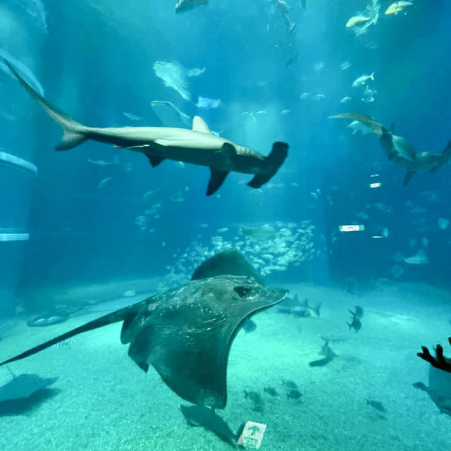 大阪海遊館-全球最大規模的水族館，有觀賞與教育意義