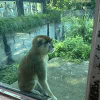 【台北動物園】 台北市立動物園😎