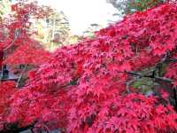 Fall colours at Yahiko Park, Niigata