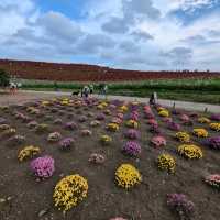 Kochia in Scarlet Red @ Hitachi Seaside Park 