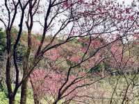 Discovering the Beauty of Citizen Recreational Garden 