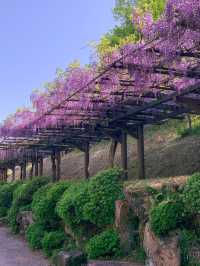 【愛知】うっとり🥹幻想的な紫のフジの花の回廊✨