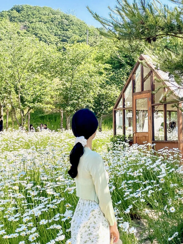 오두막과 데이지로 예쁜 천안의 카페💖