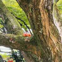 Katsuoji สถานที่ที่ควรไป!!!