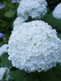 日本紫陽花節：300百萬球花海好震撼！