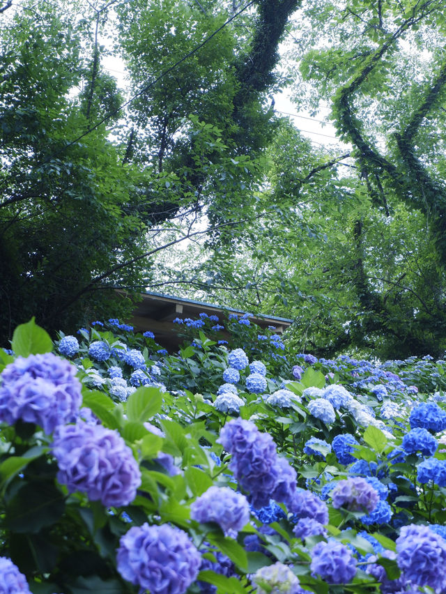 名古屋愛知縣：紫陽花之里