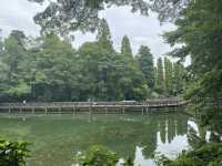 【吉祥寺🇯🇵】井の頭恩賜公園🦢🌳