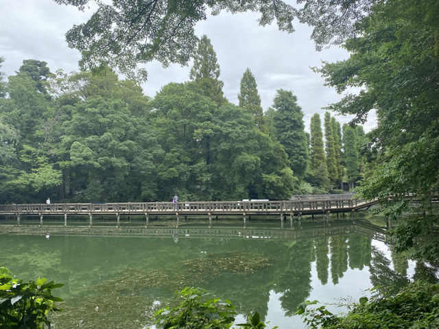 【吉祥寺🇯🇵】井の頭恩賜公園🦢🌳