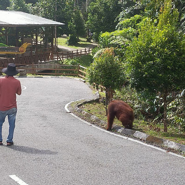 Spectacular Orang Utan 😍