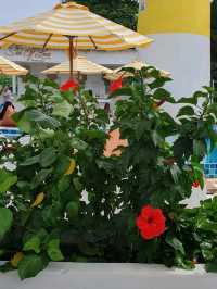 Sea of Love, Pattaya