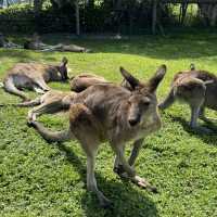 Love this place, Maru Koala and Animal Park in Melbourne, they are all adorable 🥰❤️