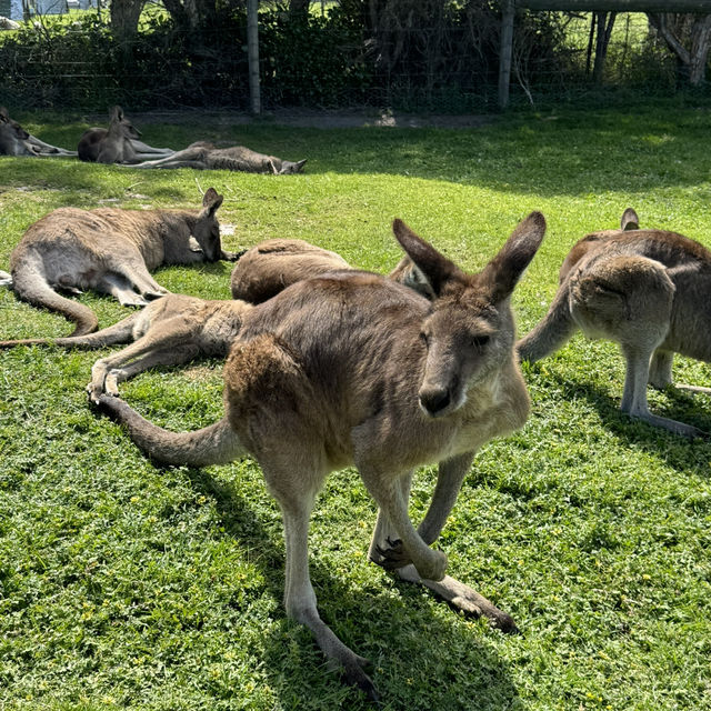 Love this place, Maru Koala and Animal Park in Melbourne, they are all adorable 🥰❤️
