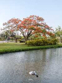 พาไปปั่นเรือเป็ด ชมพระอาทิตย์ตกที่สวนหลวง ร9 🌳