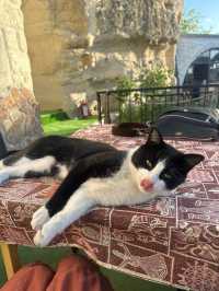 [トルコ　イスタンブール、カッパドキア] 猫天国な国トルコ！