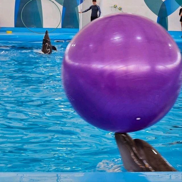 Pattaya Dolphinarium: A Fun and Educational Experience for All Ages