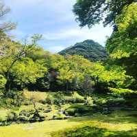 神宿竹林，綠野仙蹤