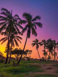 Why Palm Tree Lovers Need to Visit Hawaii🌴