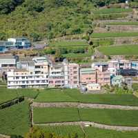 阿里山茶園：不容錯過的隱藏秘境
