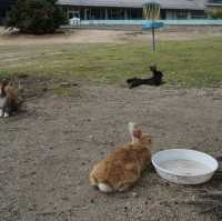 เกาะโอคุโนะชิมะ (Okunoshima) หรือ เกาะกระต่าย