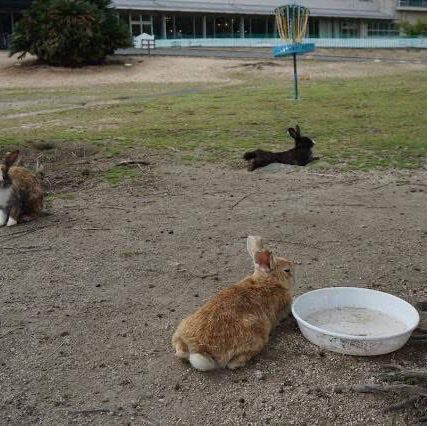เกาะโอคุโนะชิมะ (Okunoshima) หรือ เกาะกระต่าย