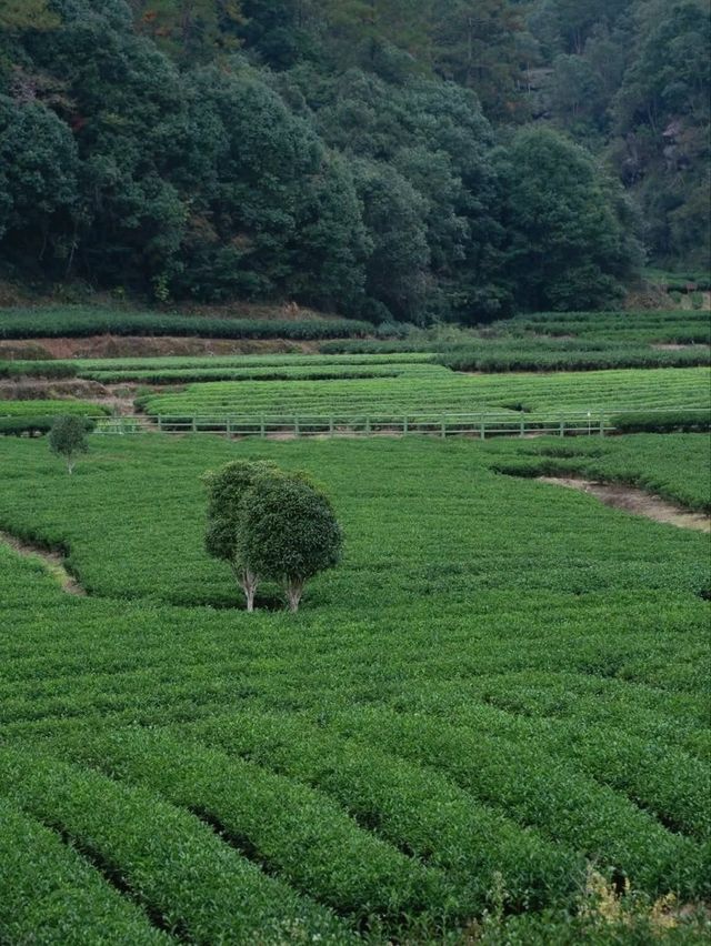 茶故鄉地的溫感與美態