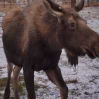 Reindeer park in Anchorage