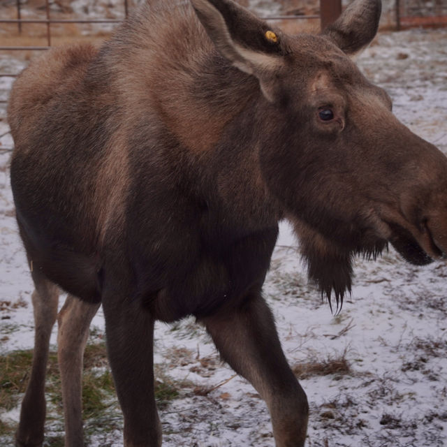 Reindeer park in Anchorage