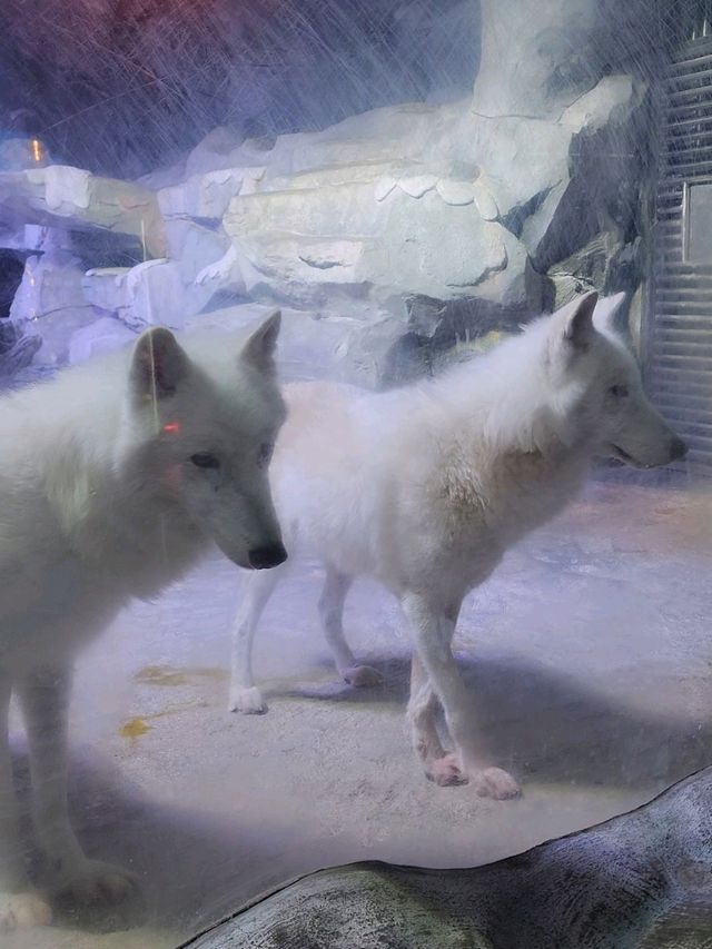 นางเงือกมีจริงที่ Zhejiang Polar Ocean World