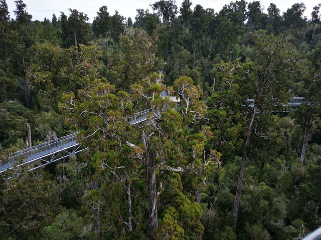 The West Coast Tree Top - Zipline South Island