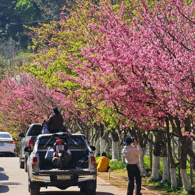 ชมดอกไม้สวย ที่ดอยอ่างขาง