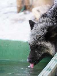 【宮城×冬の旅】間近で見られる100頭以上の放し飼いのキツネ    抱っこ体験も・・