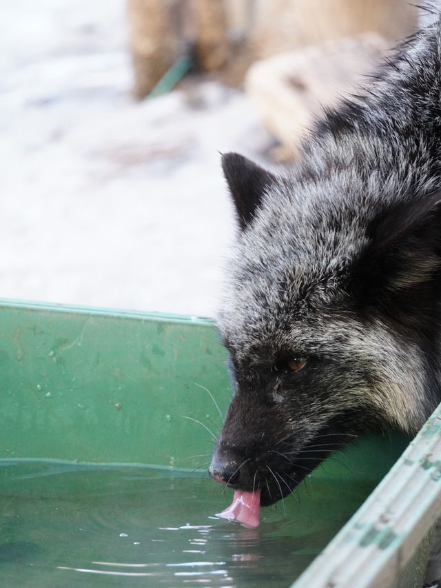 【宮城×冬の旅】間近で見られる100頭以上の放し飼いのキツネ    抱っこ体験も・・